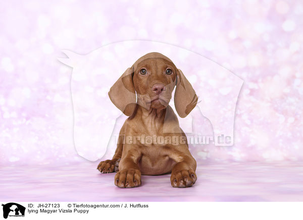 lying Magyar Vizsla Puppy / JH-27123