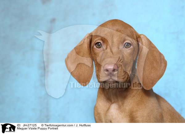 Magyar Vizsla Puppy Portrait / JH-27125