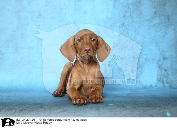 lying Magyar Vizsla Puppy / JH-27126