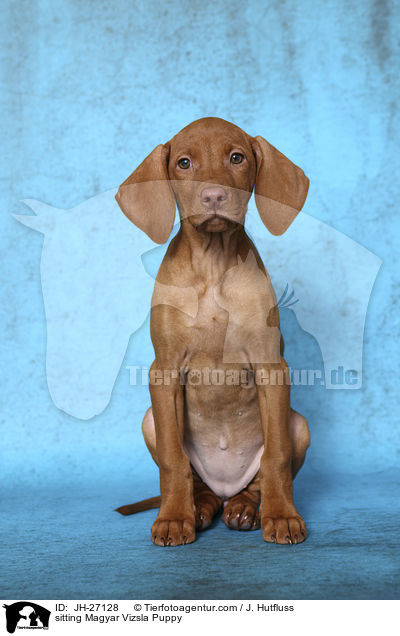 sitting Magyar Vizsla Puppy / JH-27128