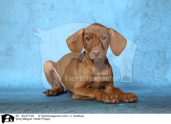 lying Magyar Vizsla Puppy / JH-27129