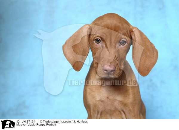 Magyar Vizsla Puppy Portrait / JH-27131