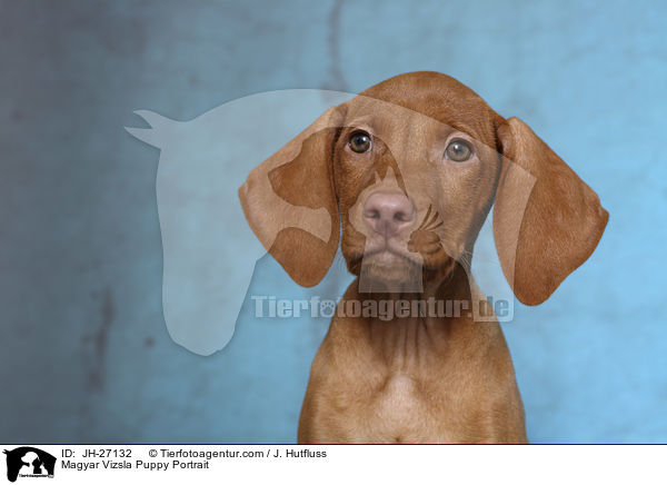 Magyar Vizsla Puppy Portrait / JH-27132