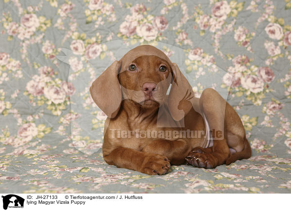 lying Magyar Vizsla Puppy / JH-27133