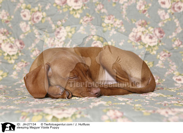 sleeping Magyar Vizsla Puppy / JH-27134