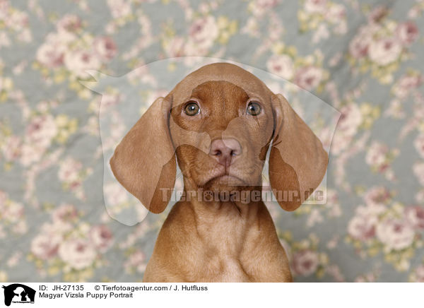 Magyar Vizsla Puppy Portrait / JH-27135