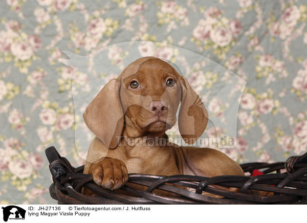 lying Magyar Vizsla Puppy / JH-27136