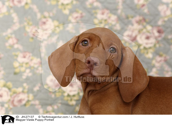 Magyar Vizsla Puppy Portrait / JH-27137