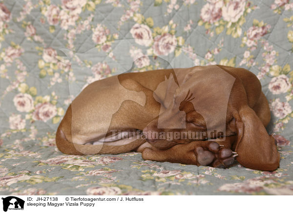 sleeping Magyar Vizsla Puppy / JH-27138