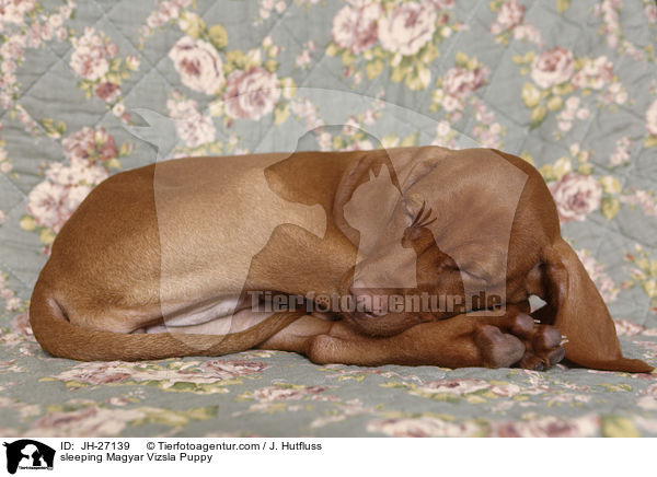 sleeping Magyar Vizsla Puppy / JH-27139