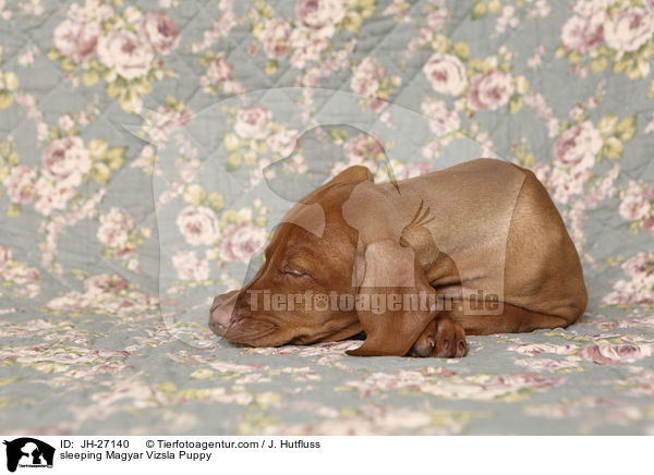 sleeping Magyar Vizsla Puppy / JH-27140
