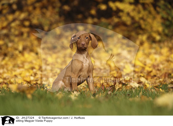 sitting Magyar Vizsla Puppy / JH-27324