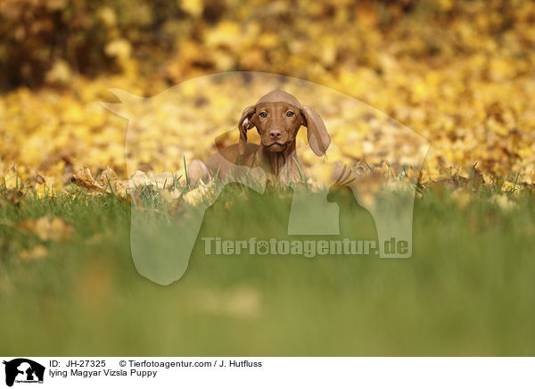 lying Magyar Vizsla Puppy / JH-27325