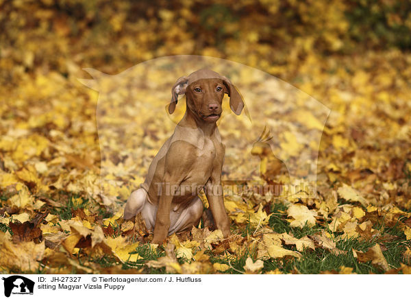 sitting Magyar Vizsla Puppy / JH-27327