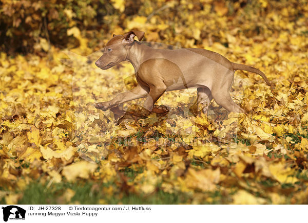 running Magyar Vizsla Puppy / JH-27328