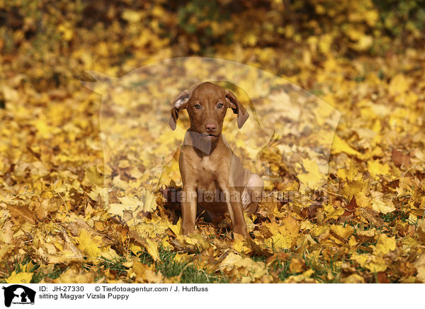 sitting Magyar Vizsla Puppy / JH-27330