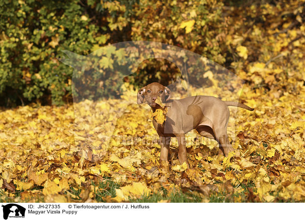 Magyar Vizsla Puppy / JH-27335