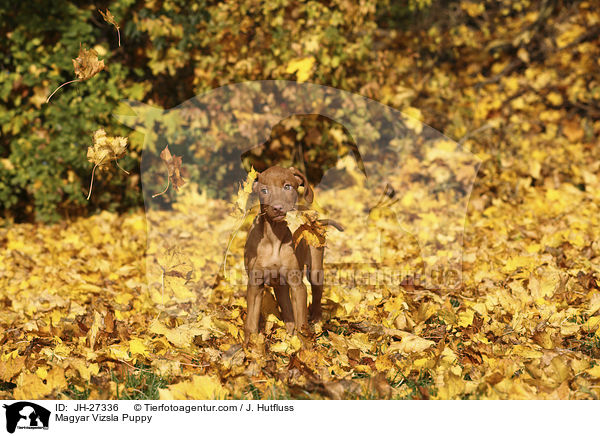 Magyar Vizsla Puppy / JH-27336