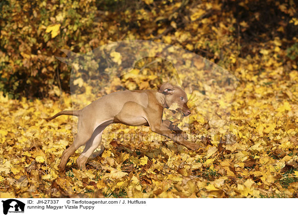 running Magyar Vizsla Puppy / JH-27337