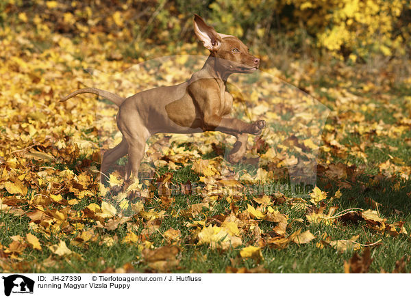 running Magyar Vizsla Puppy / JH-27339