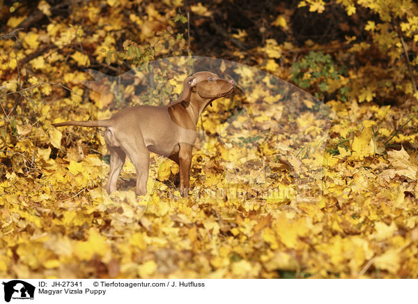 Magyar Vizsla Puppy / JH-27341