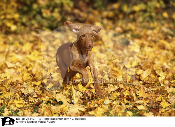 running Magyar Vizsla Puppy / JH-27343