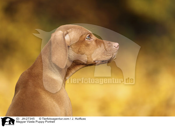 Magyar Vizsla Puppy Portrait / JH-27345