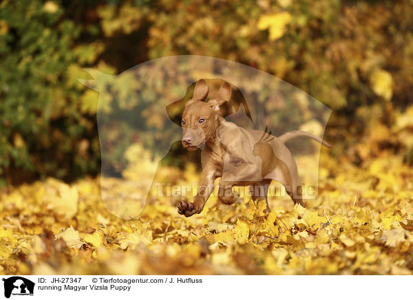 running Magyar Vizsla Puppy / JH-27347