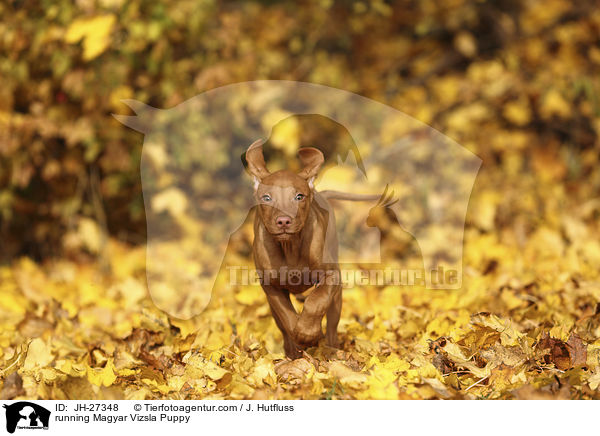 running Magyar Vizsla Puppy / JH-27348