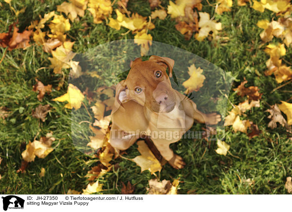 sitting Magyar Vizsla Puppy / JH-27350