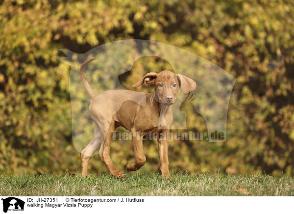 walking Magyar Vizsla Puppy / JH-27351