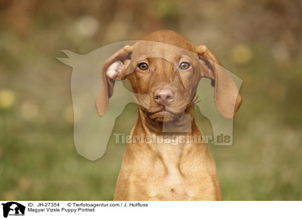 Magyar Vizsla Puppy Portrait / JH-27354