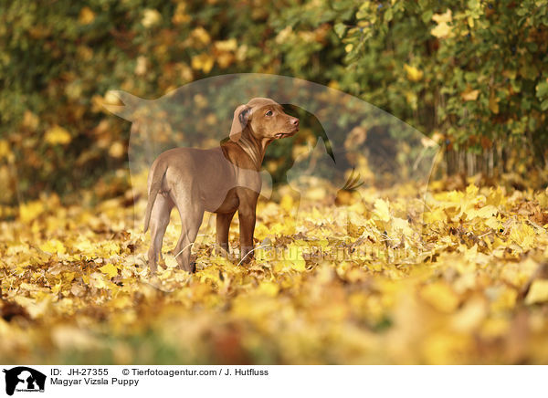 Magyar Vizsla Puppy / JH-27355