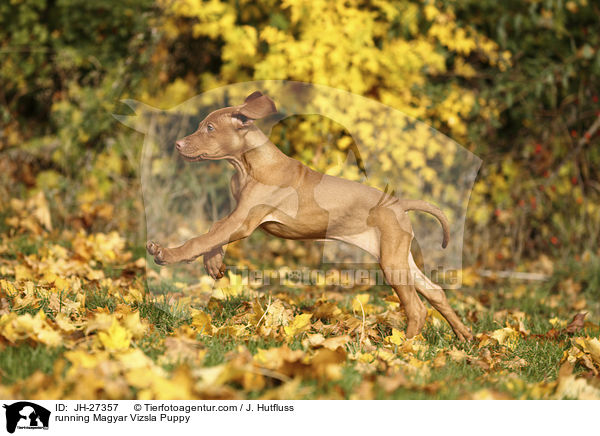 running Magyar Vizsla Puppy / JH-27357