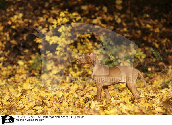 Magyar Vizsla Puppy / JH-27358