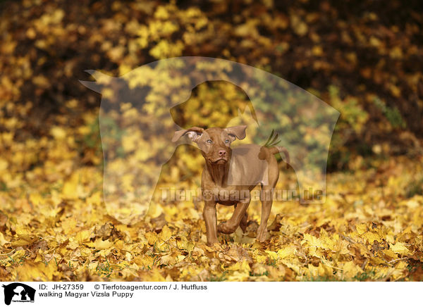 walking Magyar Vizsla Puppy / JH-27359