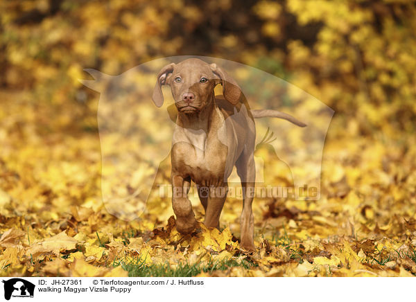 walking Magyar Vizsla Puppy / JH-27361