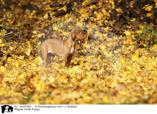 Magyar Vizsla Puppy / JH-27363