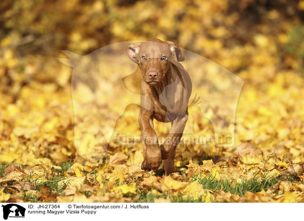 running Magyar Vizsla Puppy / JH-27364