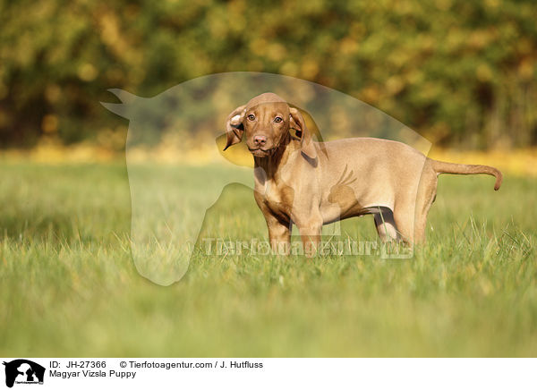Magyar Vizsla Puppy / JH-27366