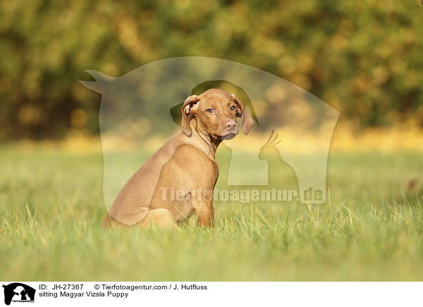 sitting Magyar Vizsla Puppy / JH-27367