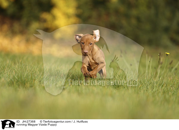 running Magyar Vizsla Puppy / JH-27368