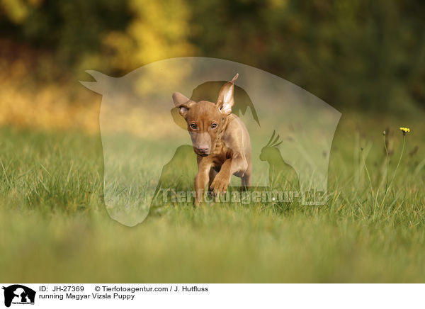 running Magyar Vizsla Puppy / JH-27369