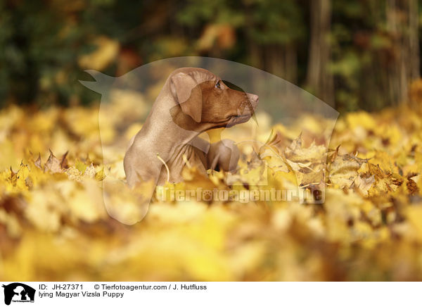 lying Magyar Vizsla Puppy / JH-27371