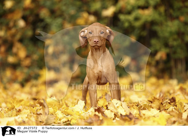 Magyar Vizsla Puppy / JH-27372