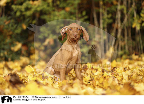 walking Magyar Vizsla Puppy / JH-27374
