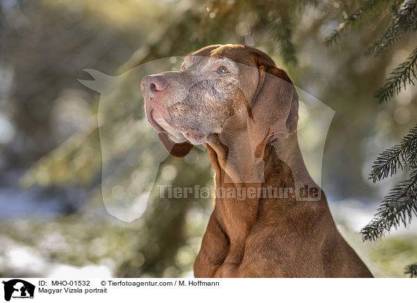 Magyar Vizsla portrait / MHO-01532