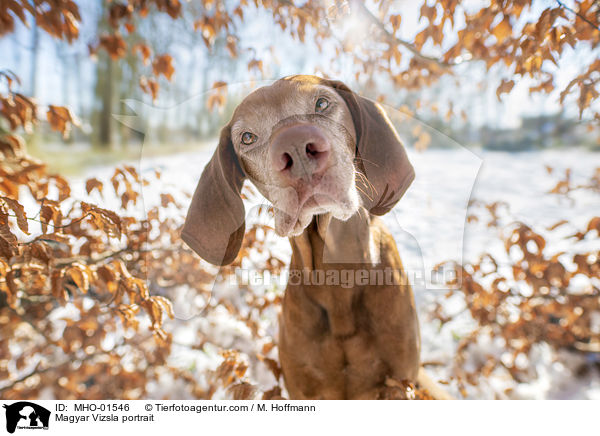 Magyar Vizsla portrait / MHO-01546