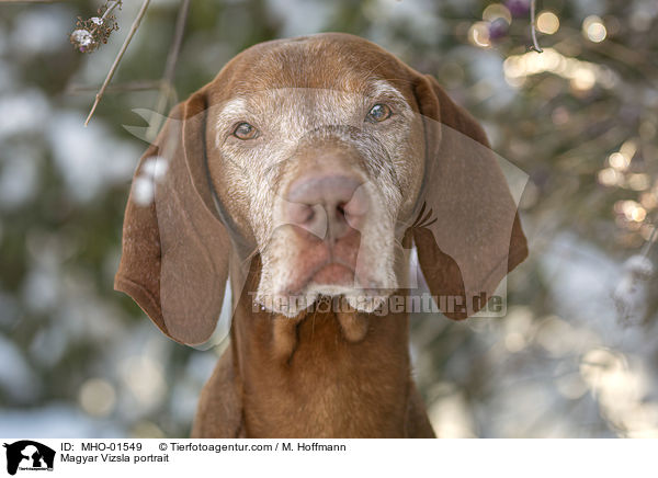 Magyar Vizsla portrait / MHO-01549