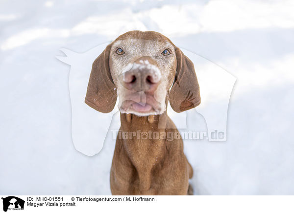 Magyar Vizsla portrait / MHO-01551